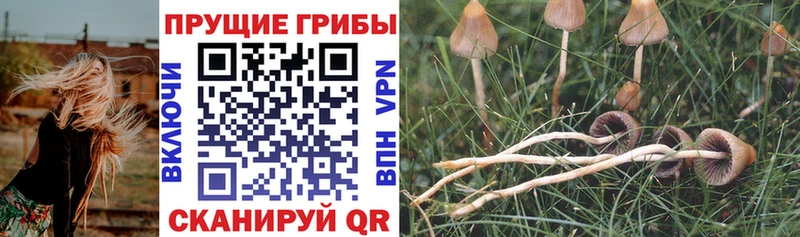 Псилоцибиновые грибы прущие грибы  Нижнеудинск 